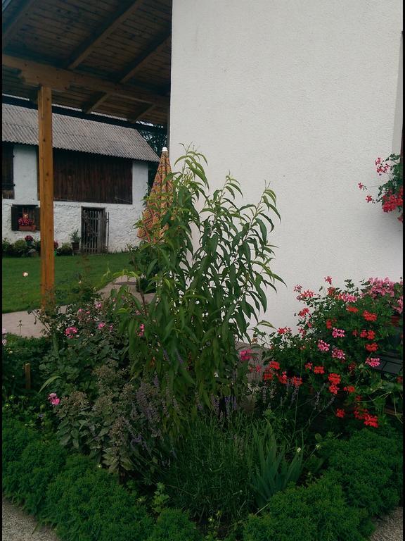 House Nada Apartment Donji Babin Potok Luaran gambar